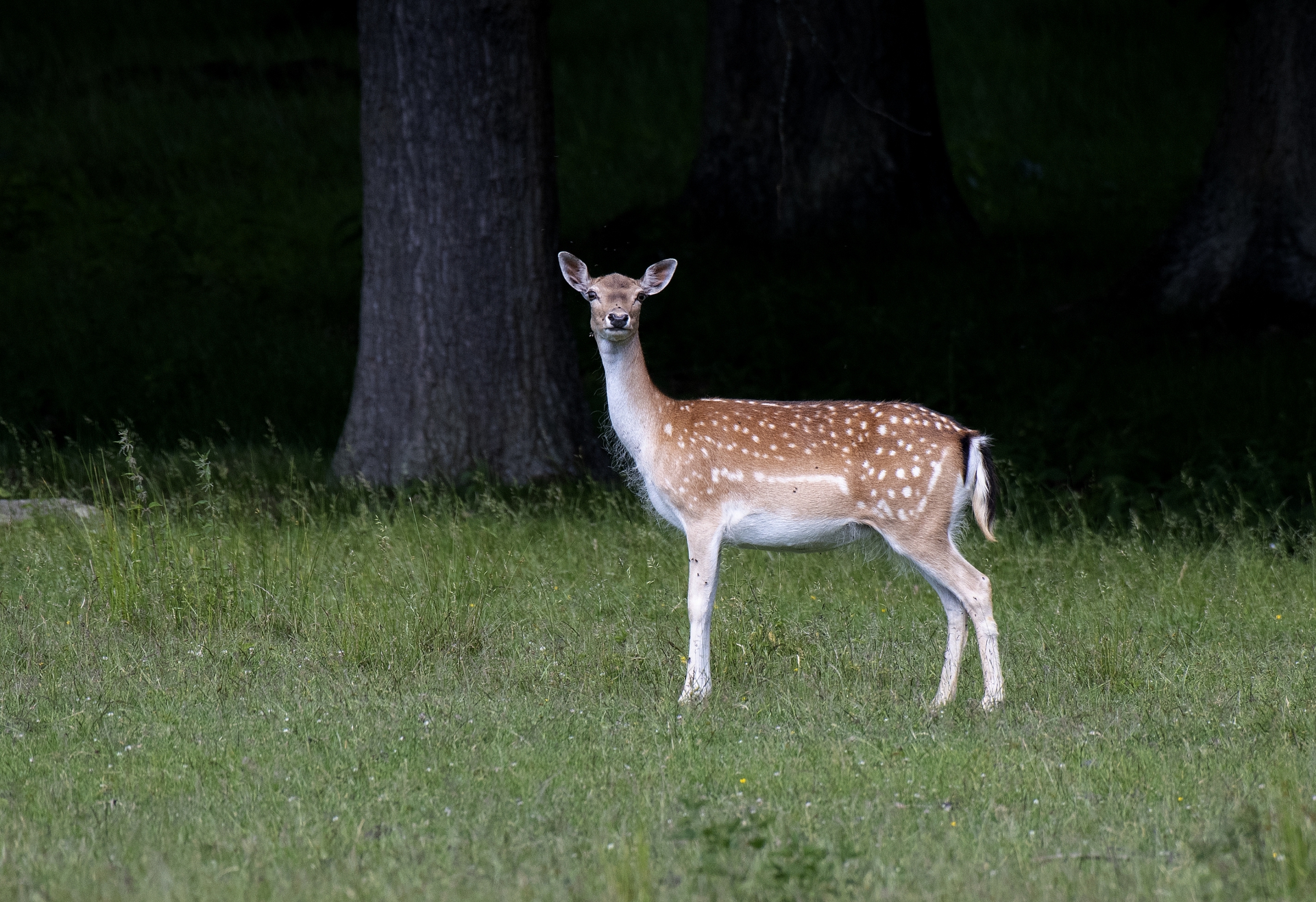 Laň jelena sika